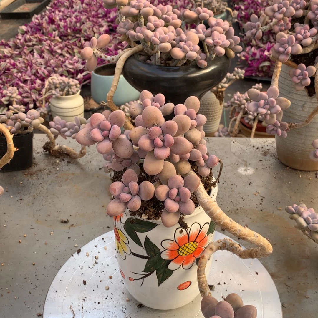 桃蛋老桩不带盆50号