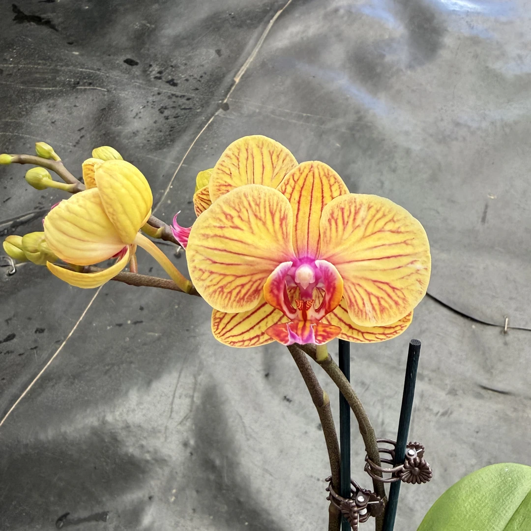 鲜花《芭比娃娃》蝴蝶兰云南源头产地直发