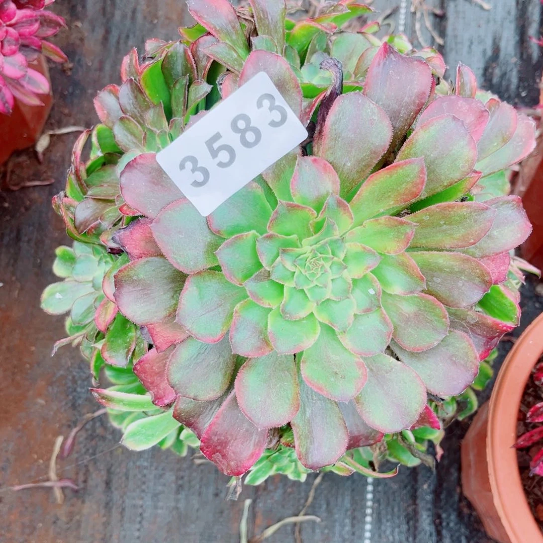 雪姬变异多肉发货