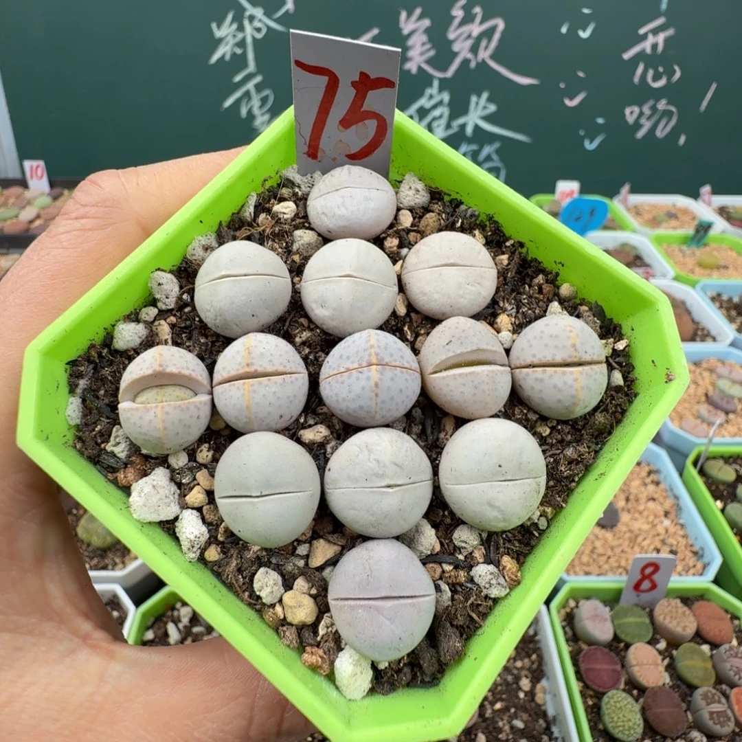 特价生石花13颗脱土发货75