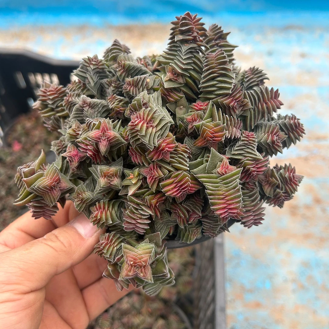 茜之塔（满15包邮）小叔多肉