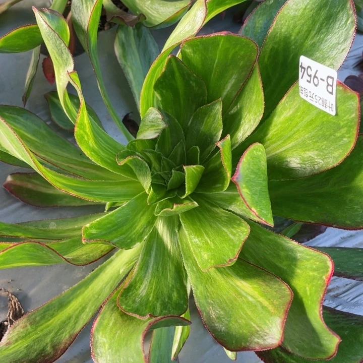 954魅影七彩多肉12345678