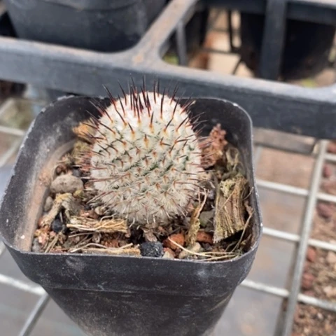 直刺佩蕾2仙人球
