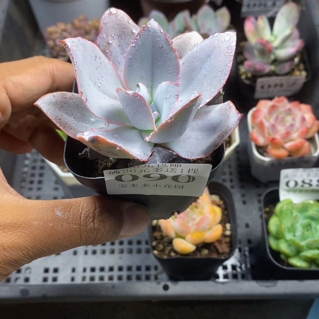 广寒宫一物一拍满20包邮满26送一颗多肉