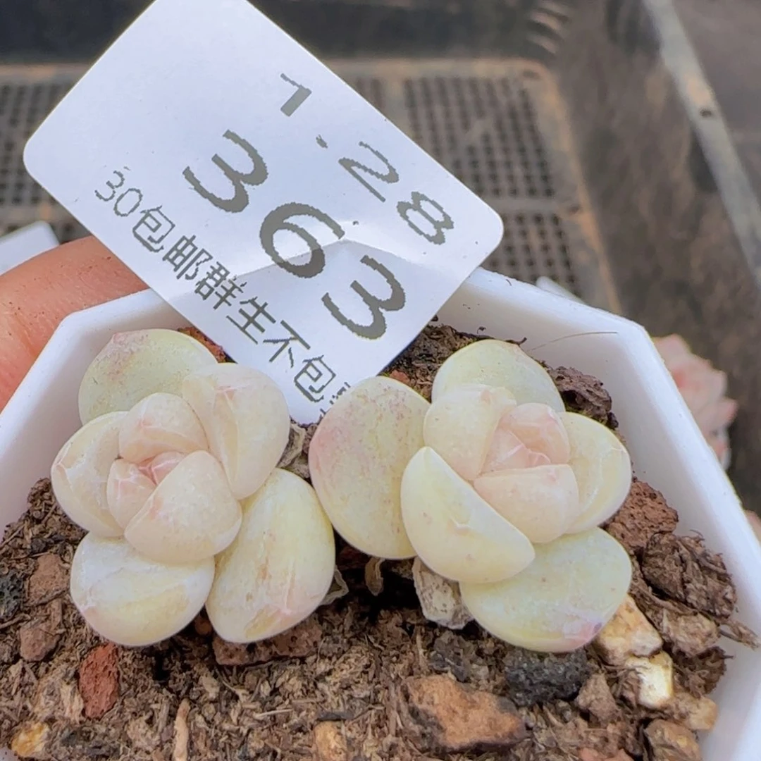 双头糖心冰玉一颗脱土