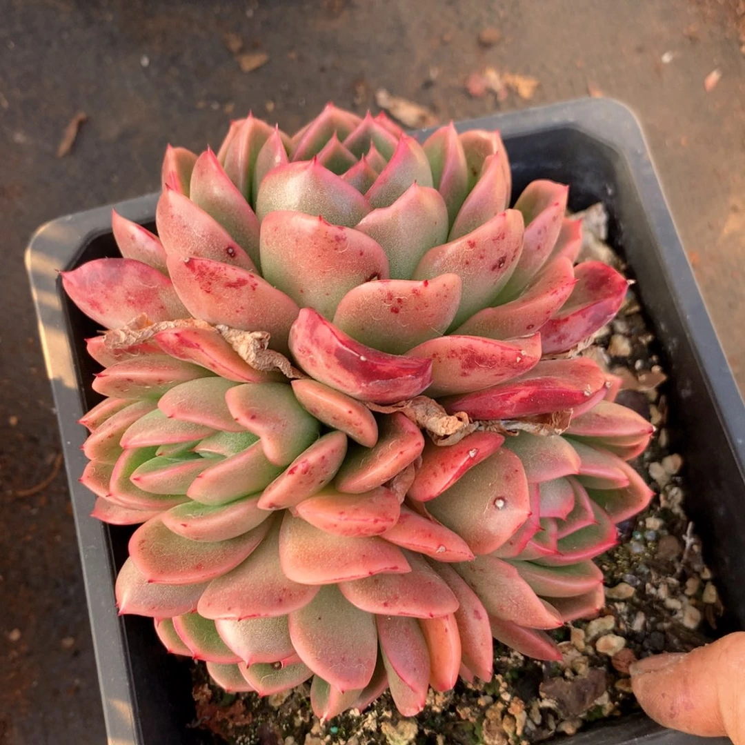 6197不包掉头整散不售后