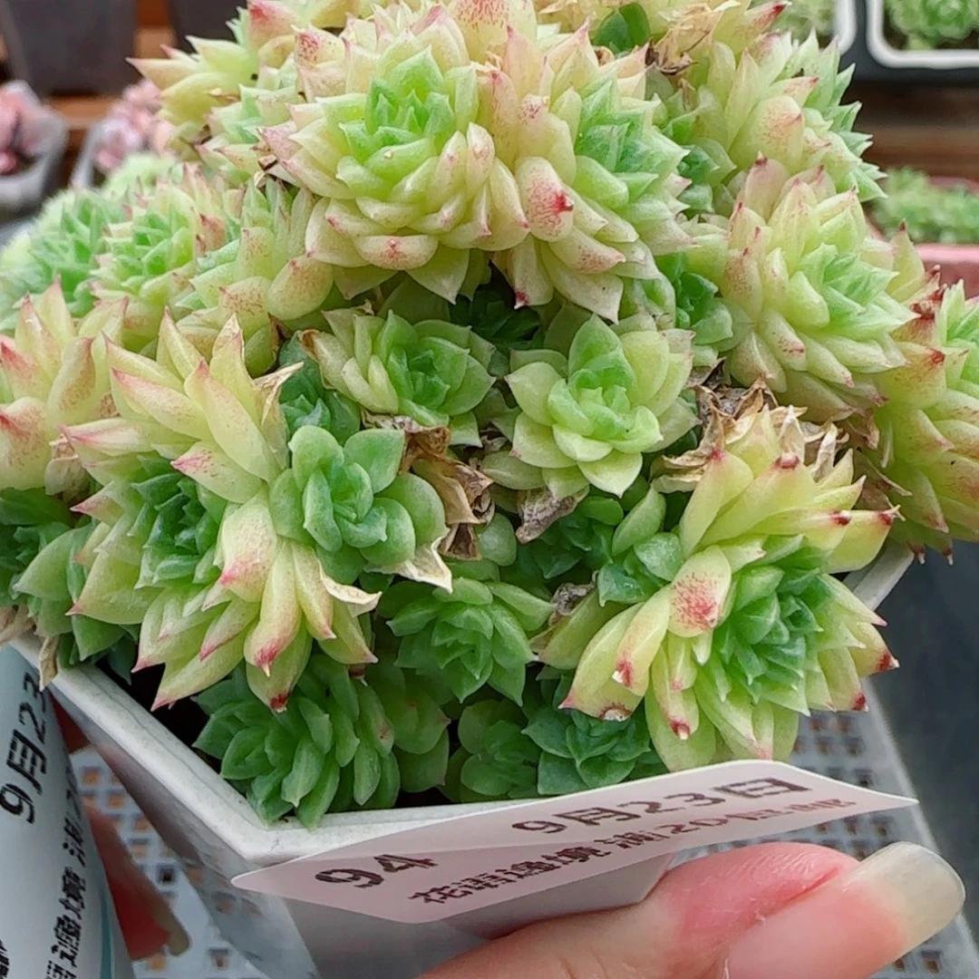 花语逸镜0923-94散