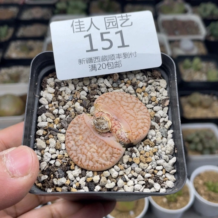 佳人园艺上福利啦曲玉151