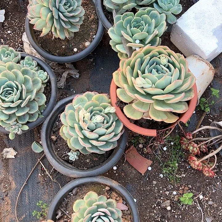 推****雨多肉植物一物一拍