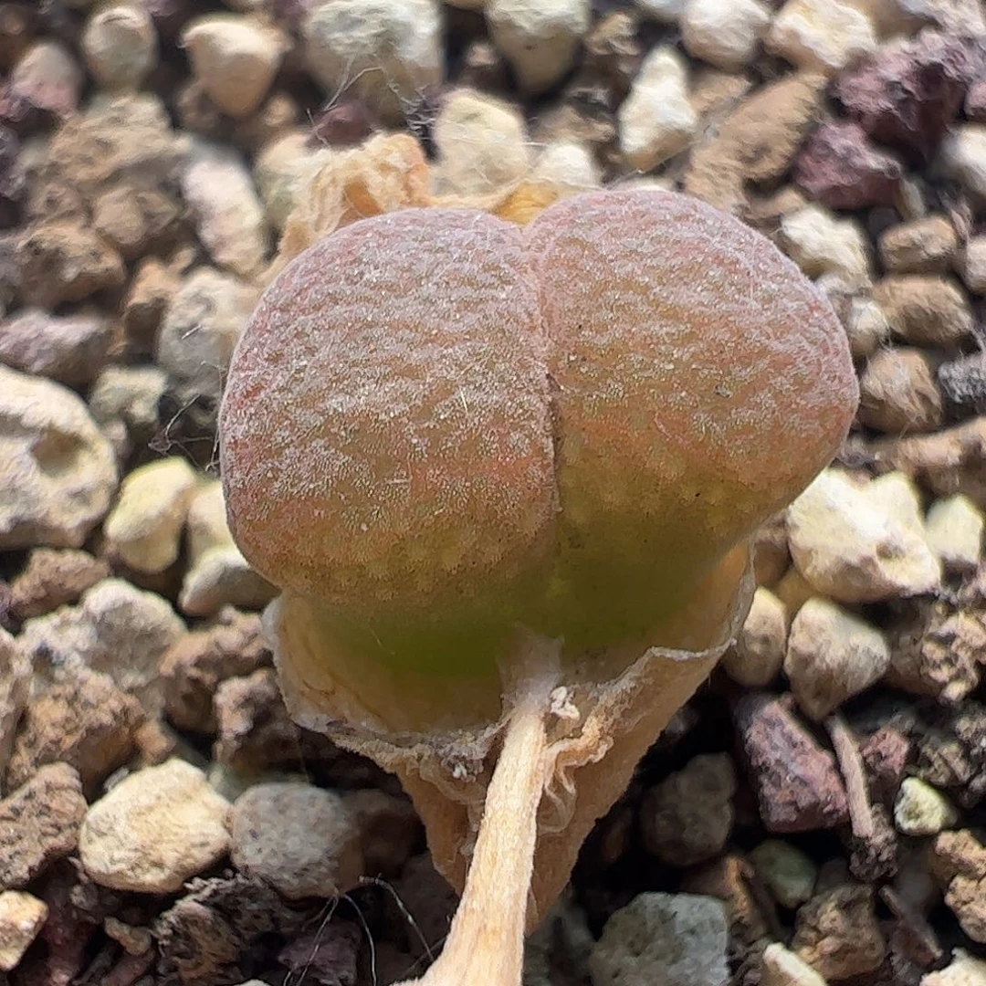 0000484一物一拍脱土发