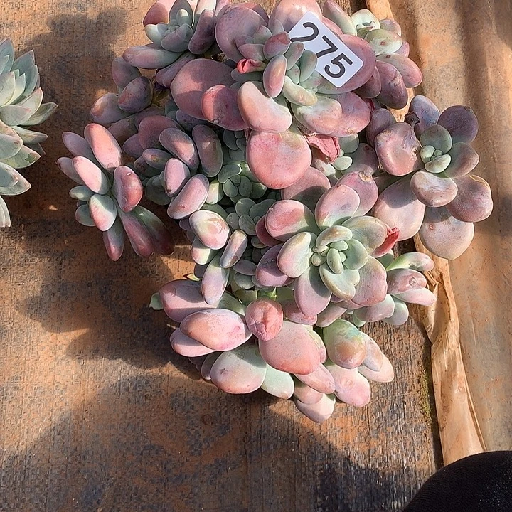 275洛神 一物一拍多肉