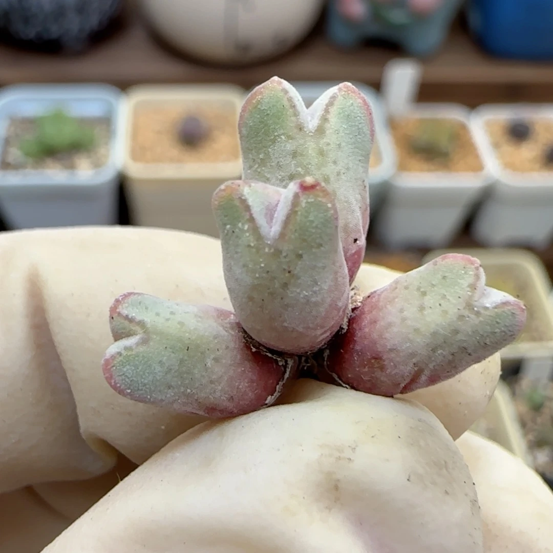 959园艺优选猪蹄