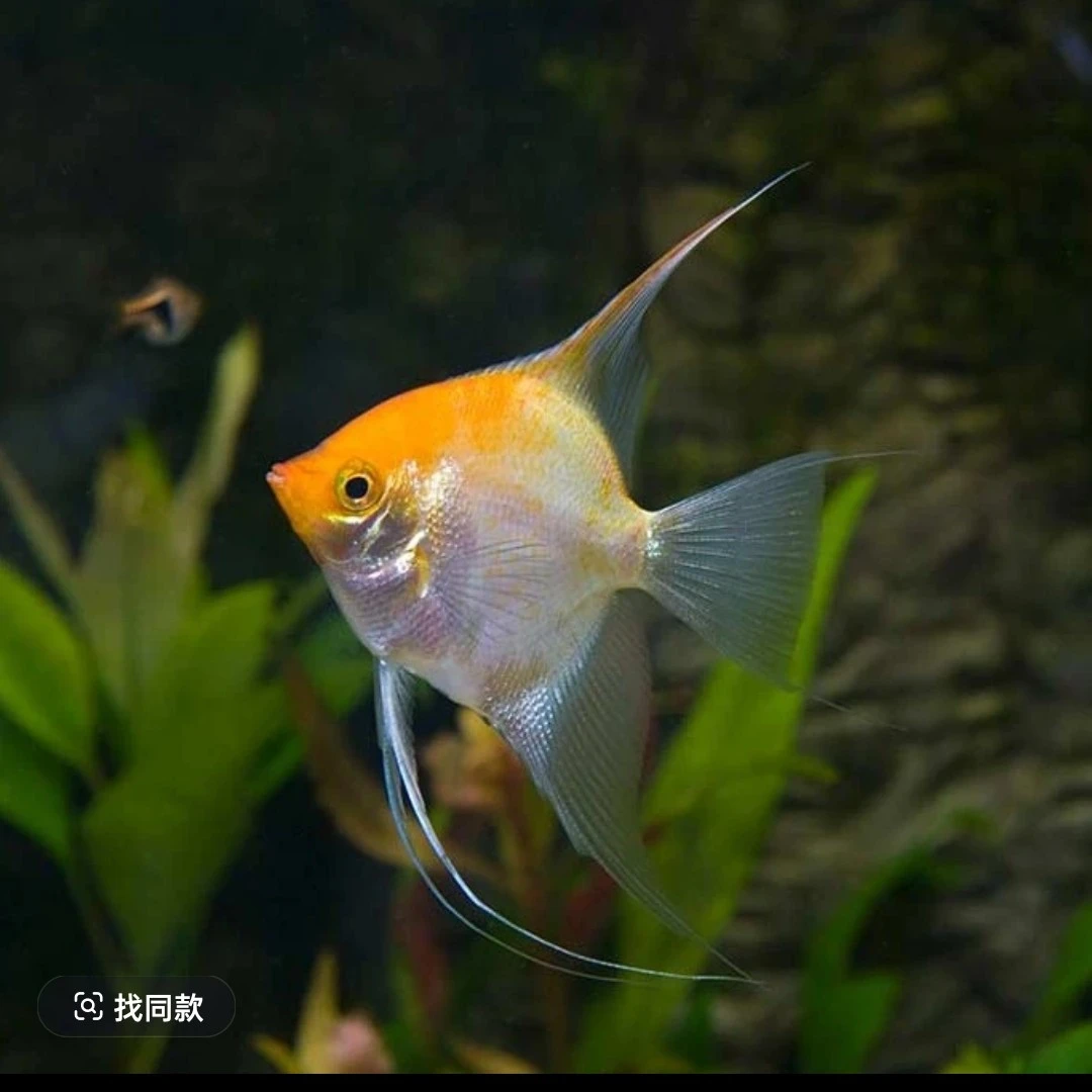 混搭神仙燕鱼热带淡水观赏鱼好养耐活适合新手鱼苗