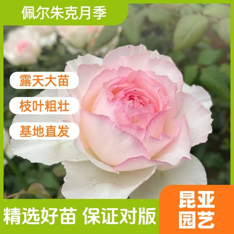 昆亚花园佩尔朱克月季露天养护花苗阳台庭院盆栽四季开花带花苞