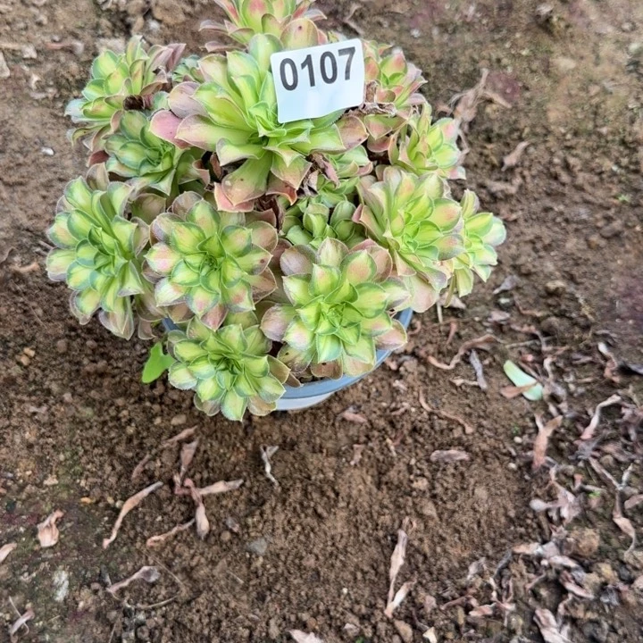 107 清棚处理不包断枝