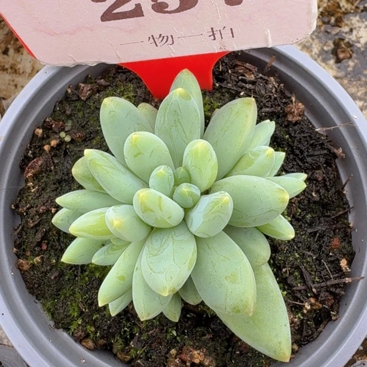 阿蒂斯托257多肉植物一物一拍