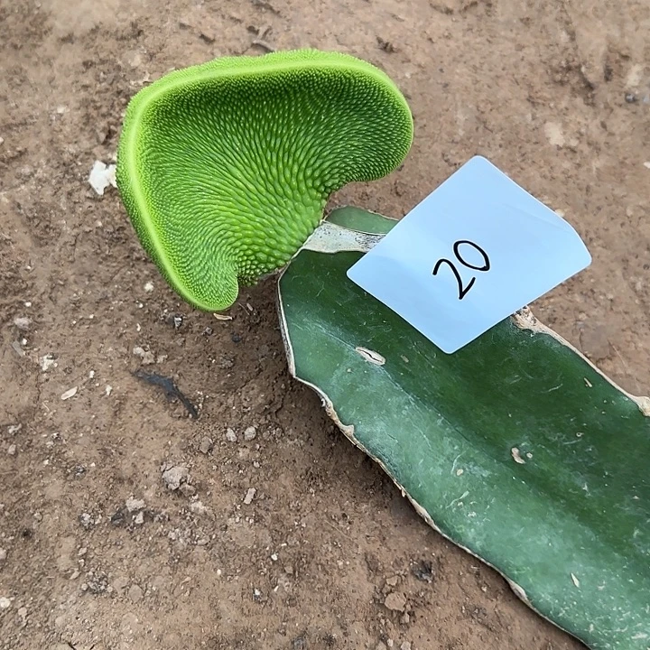 爱***菜无花朵嫁接青蛇缀20