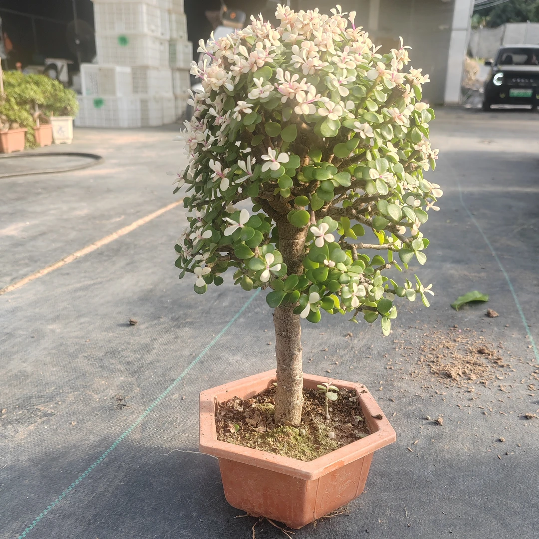 金枝玉叶棒棒糖造型盆景好养易活25