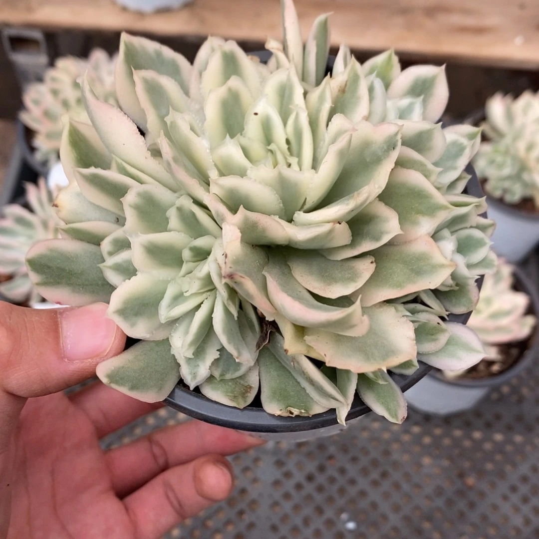 紫蝴蝶多肉植物8743