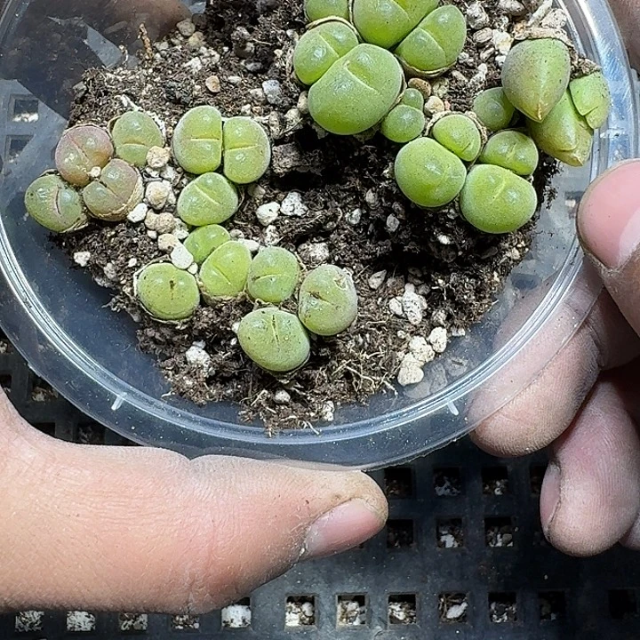 275 多肉植物多肉植物