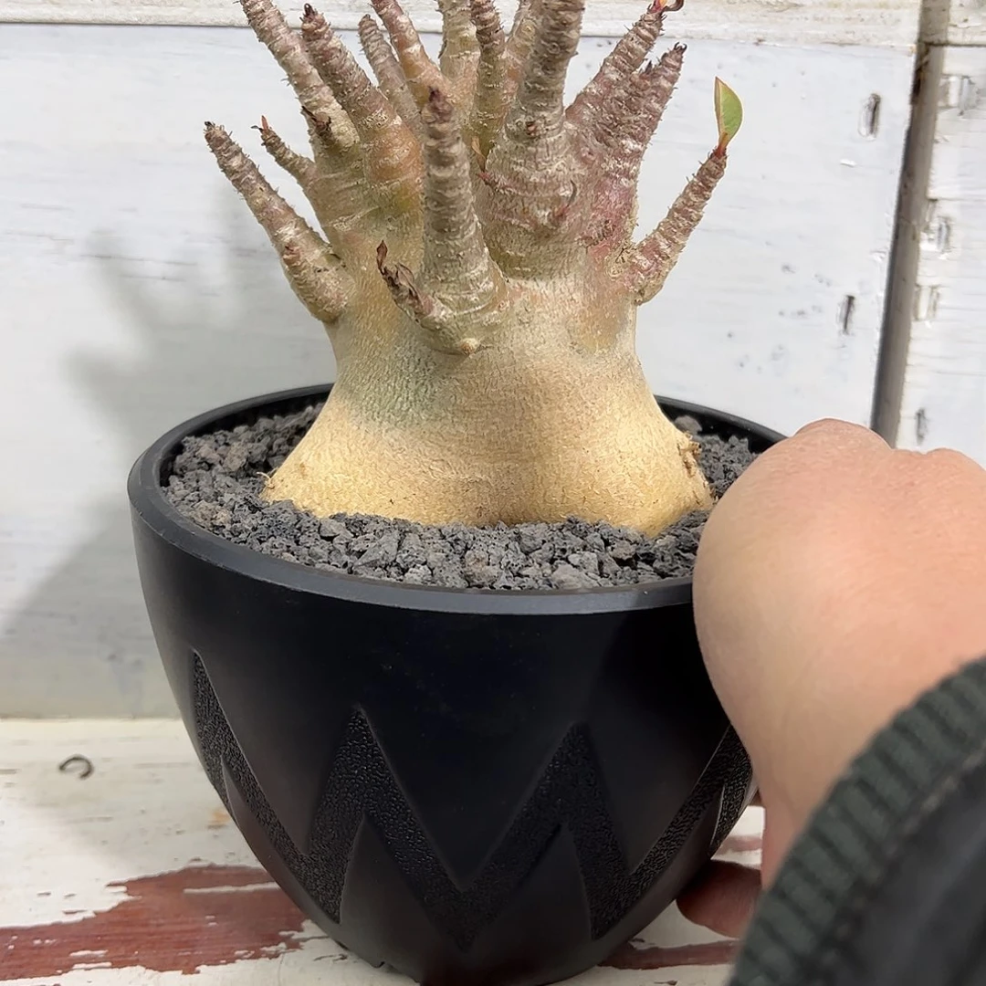 佛****司紫皮哥斯拉888888888