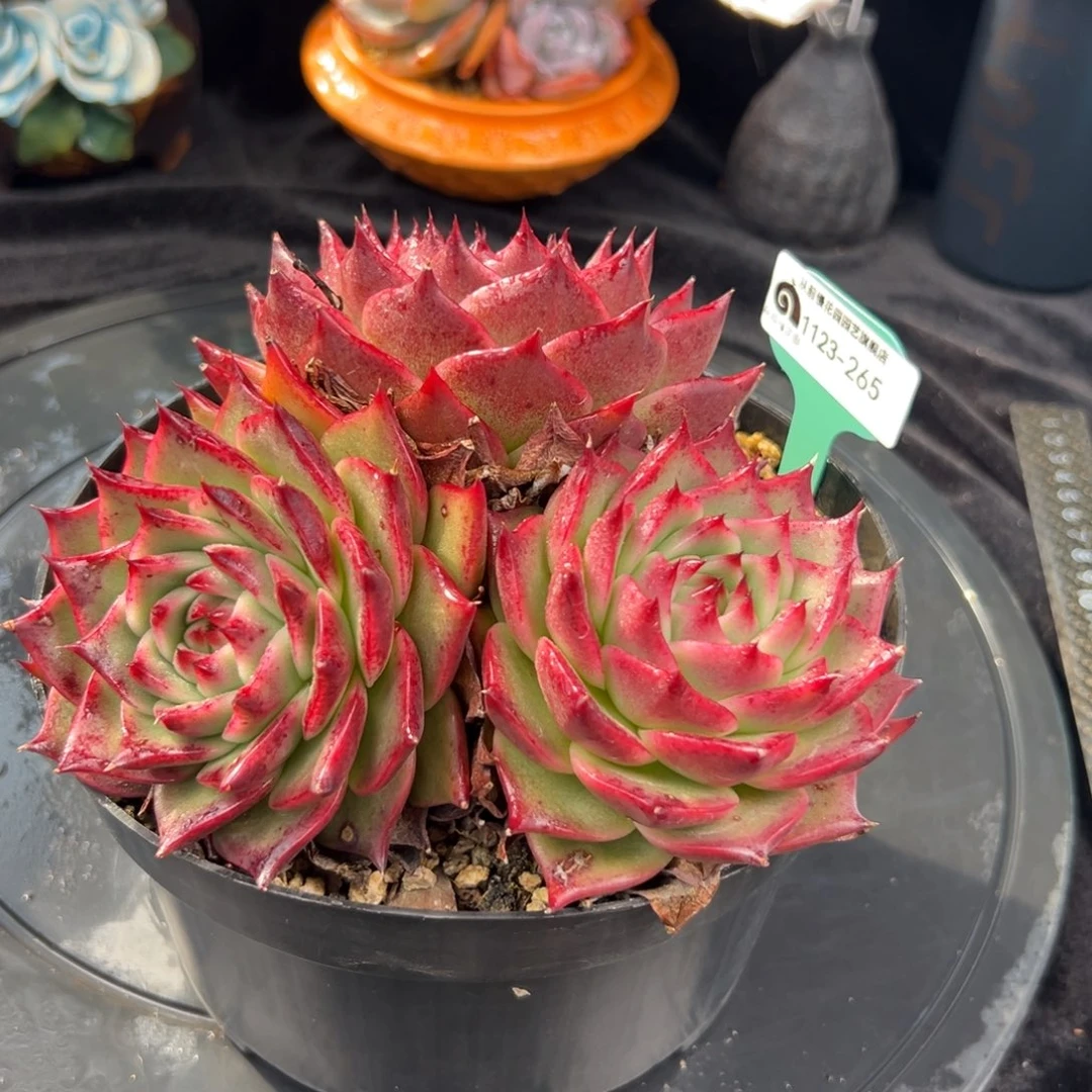 从前慢花园多肉编号1123-265