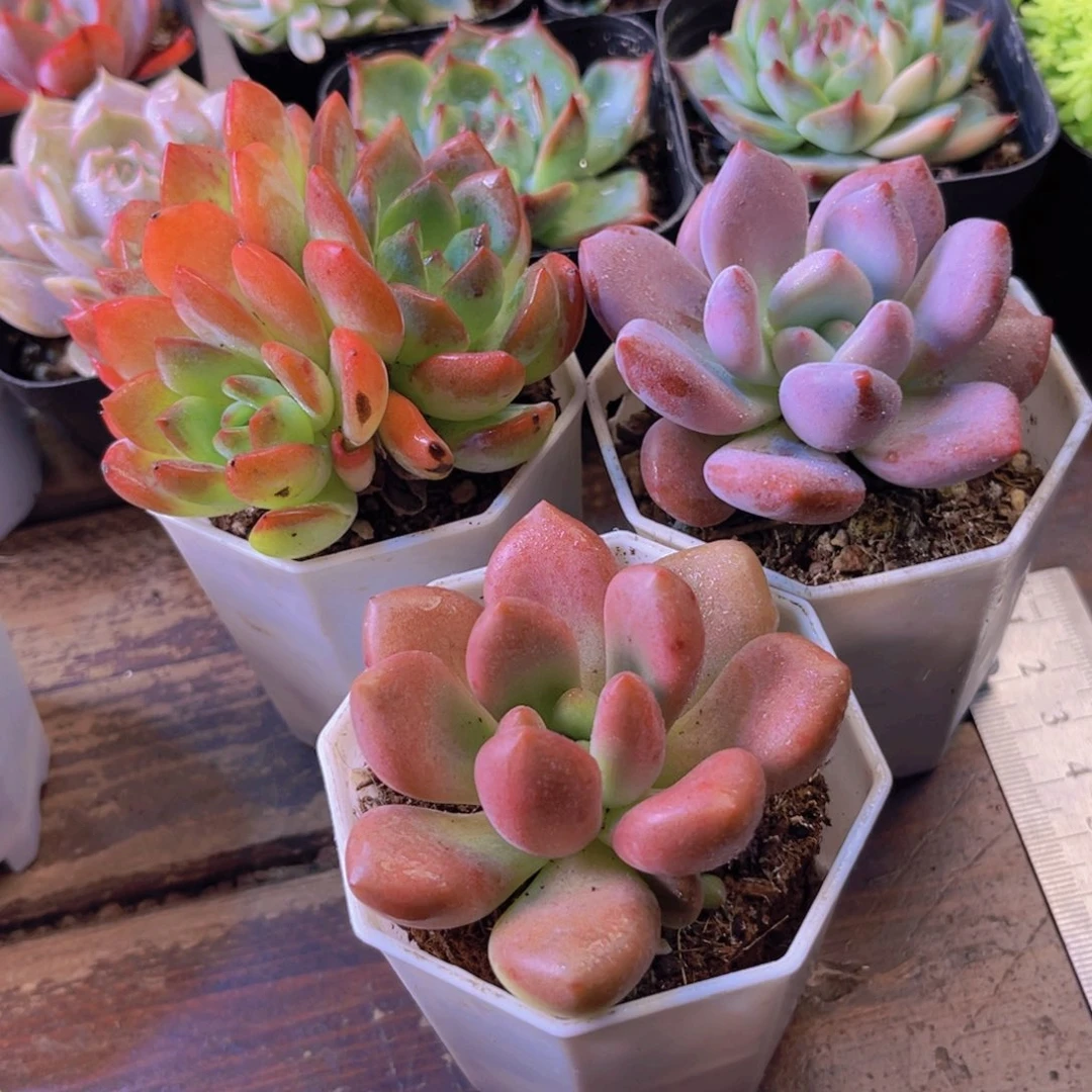 全明星 奥普 桃花源