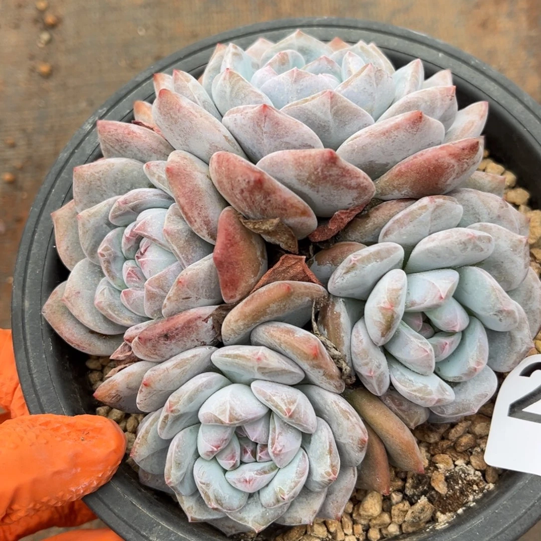 216号新疆西藏内蒙古不包邮