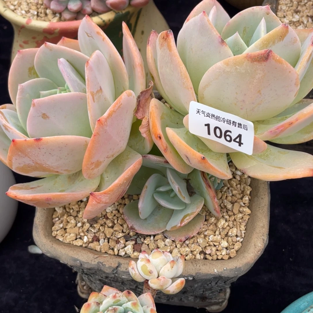 平**婆1064白凤群生多肉植物老桩