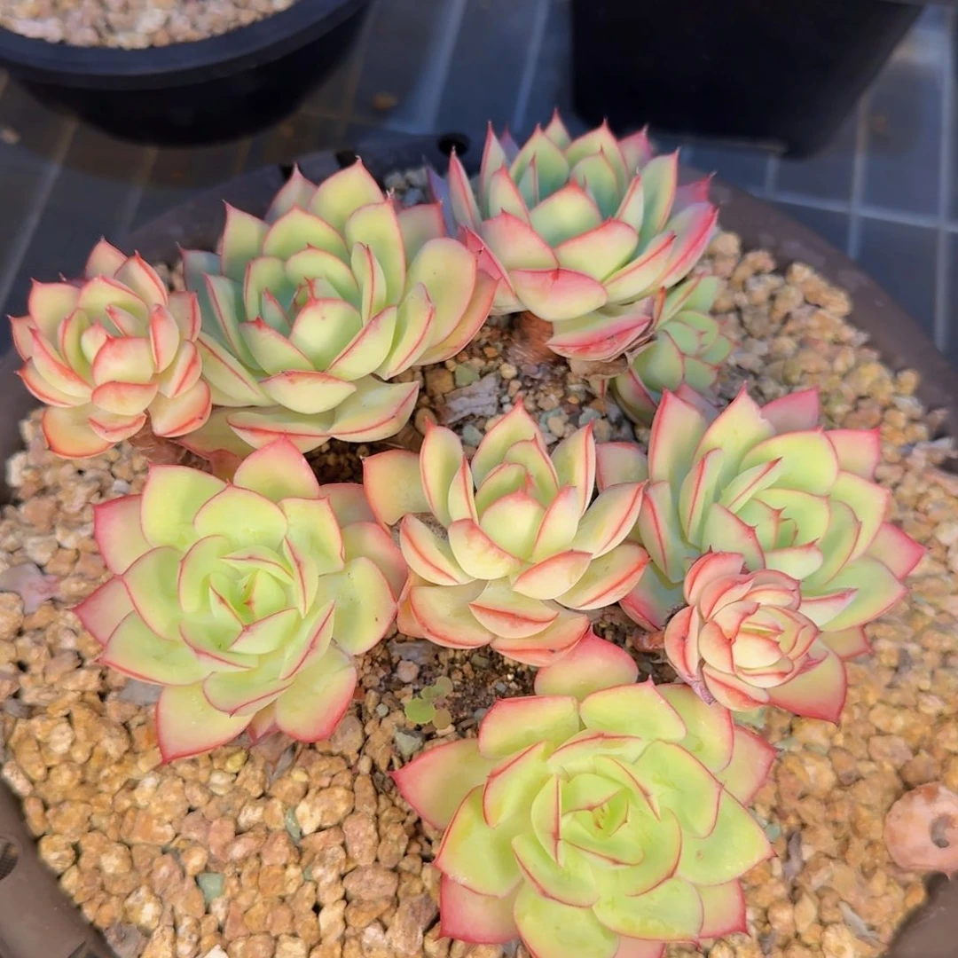 小***子多肉植物的生长发育