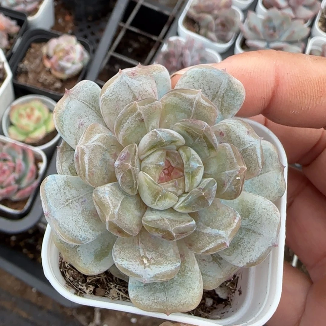 小卡拉米糖心一物一拍