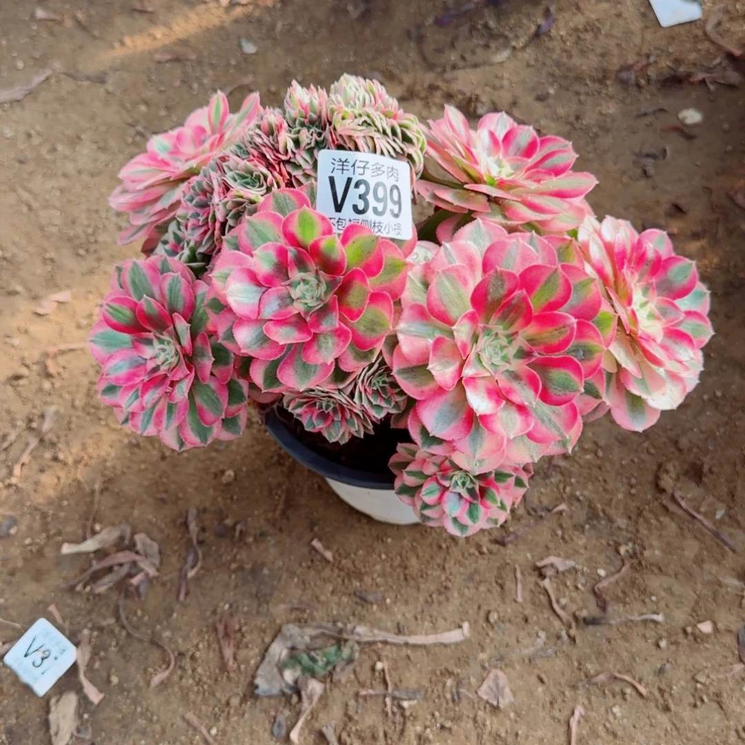 倾城缀化399冠幅26