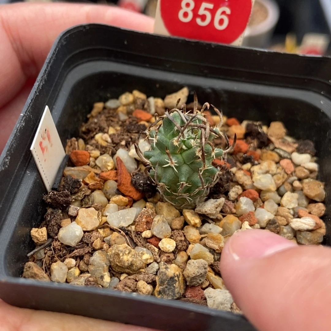 实生碳刺升龙丸娇丽1.7cm