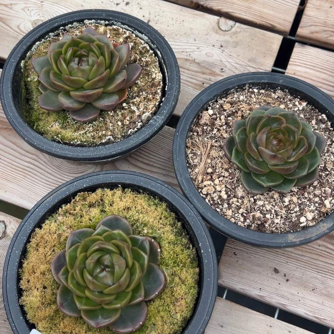 8761肉肉肉肉肉肉