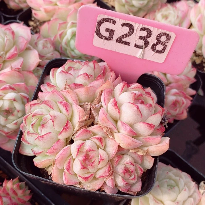 想*女王7cm不包整群