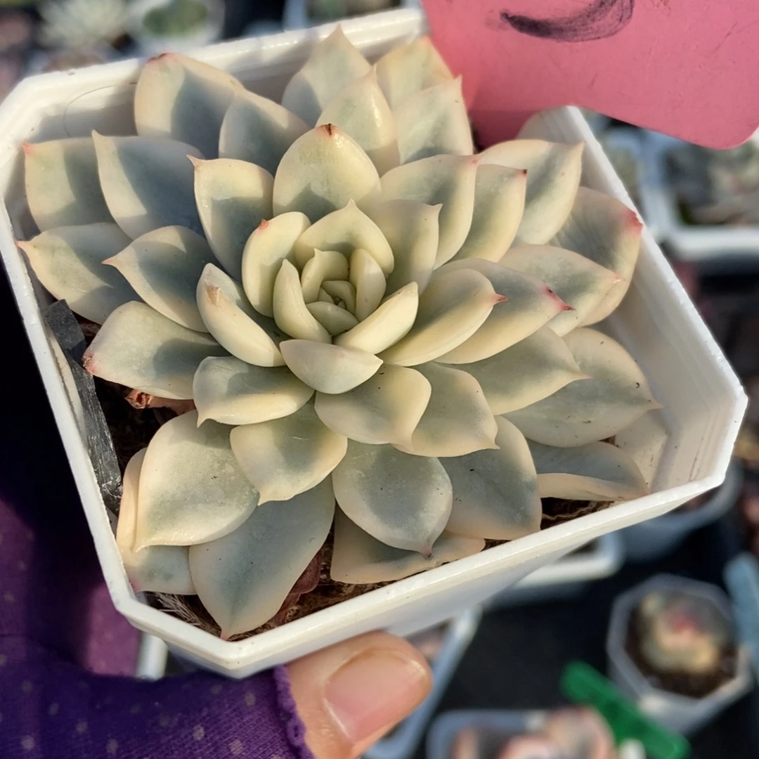 143月亮仙子锦多肉植物