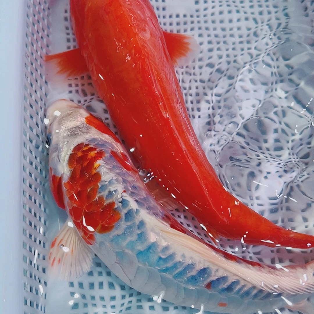 海水鱼锦鲤冷水鱼121