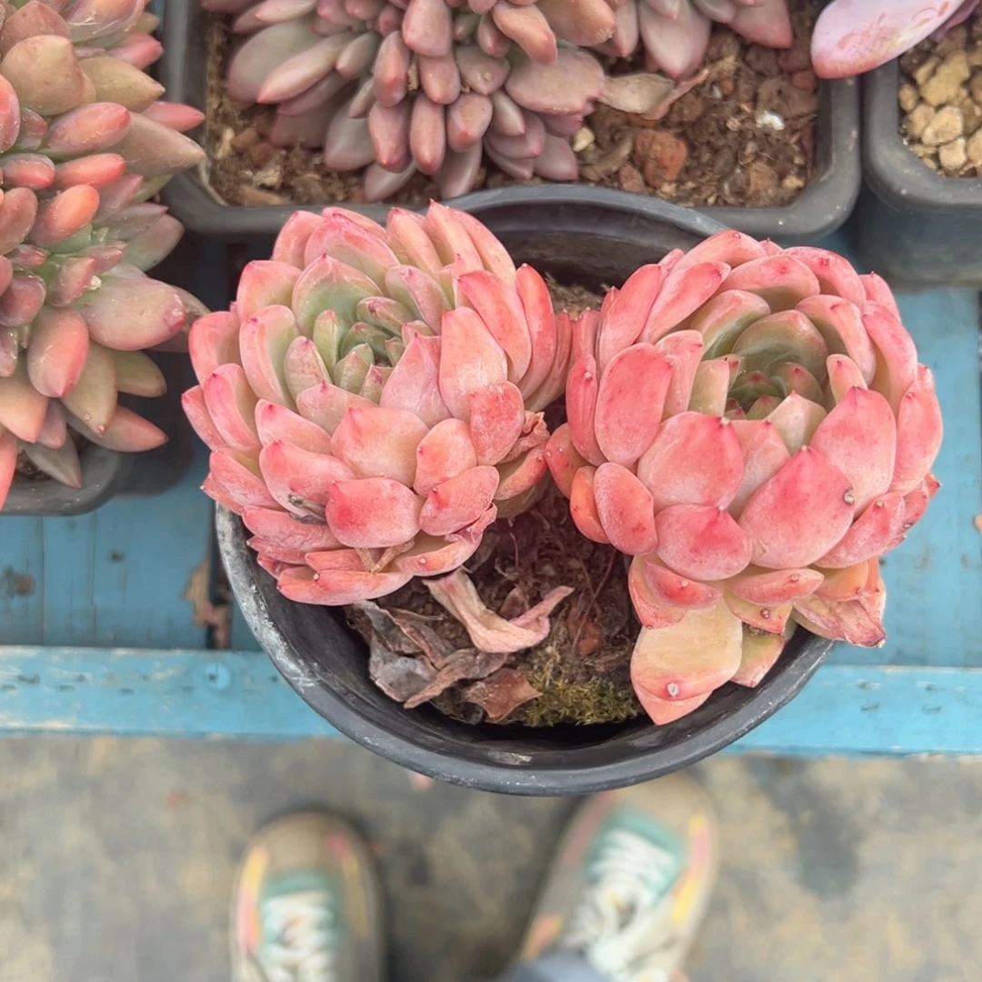 精品多肉植物老桩