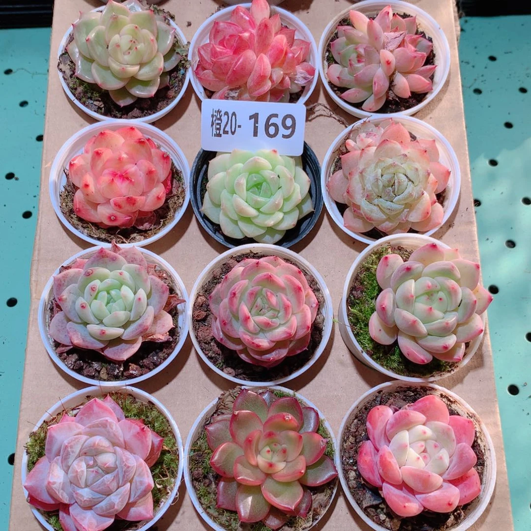 20-169一物一拍多肉带盆18颗