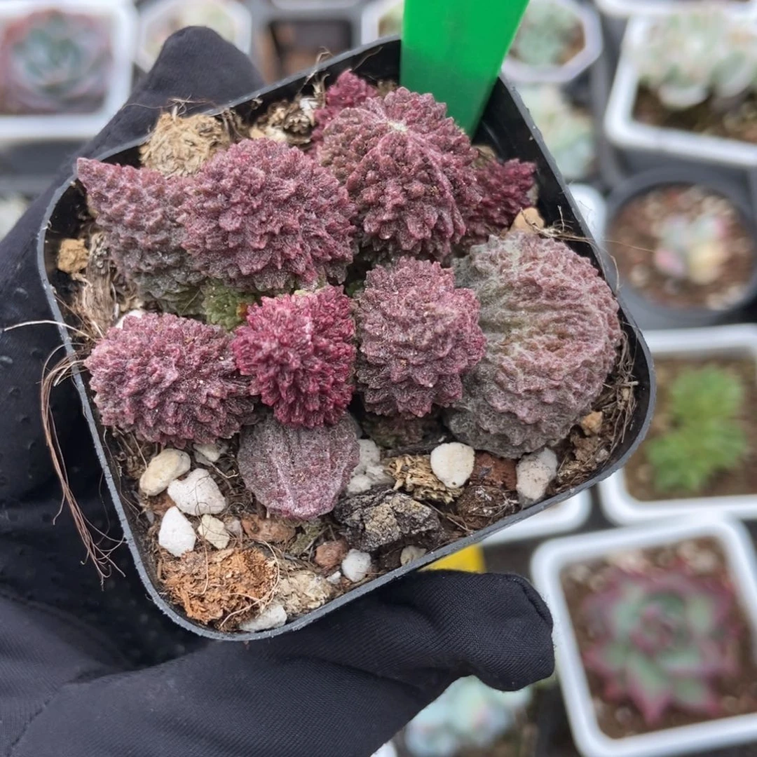 3123朱子玉多肉植物保护