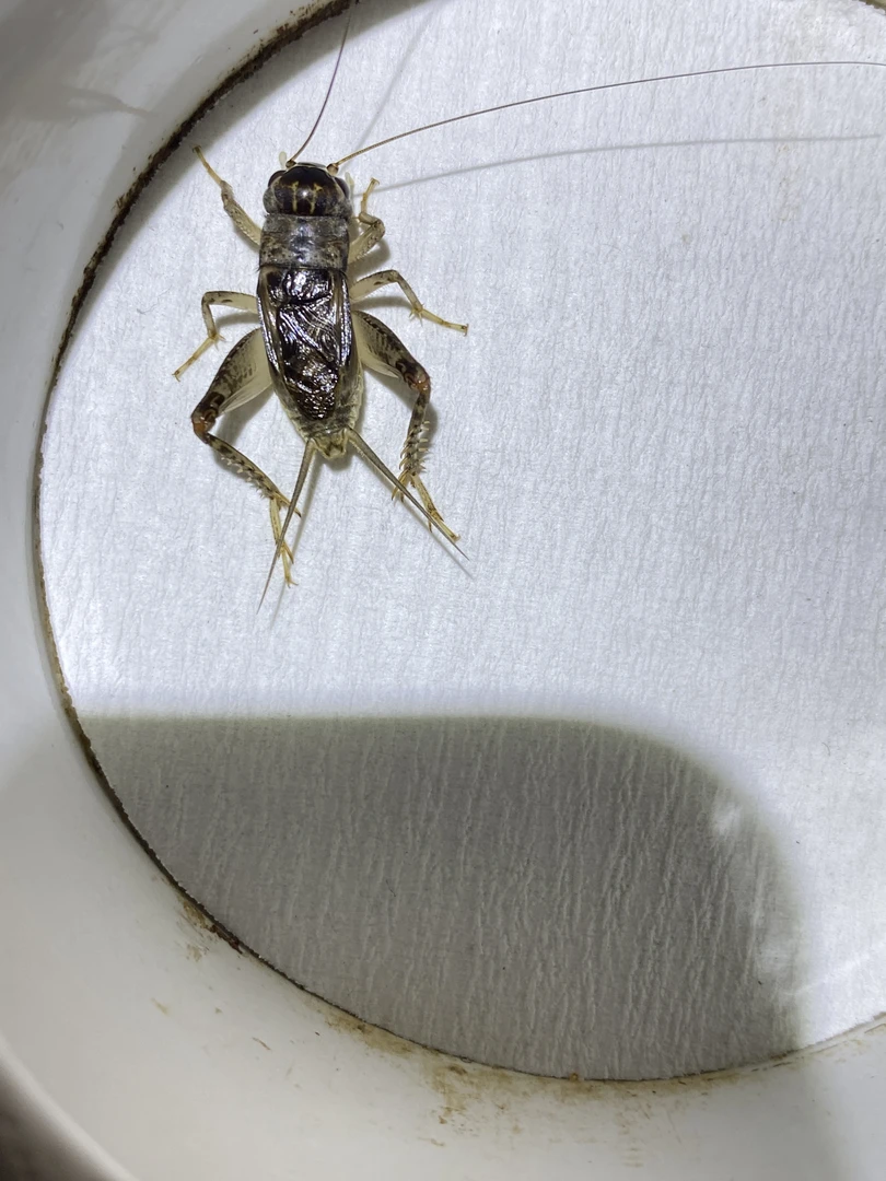 高级仿秋蟋蟀蛐蛐