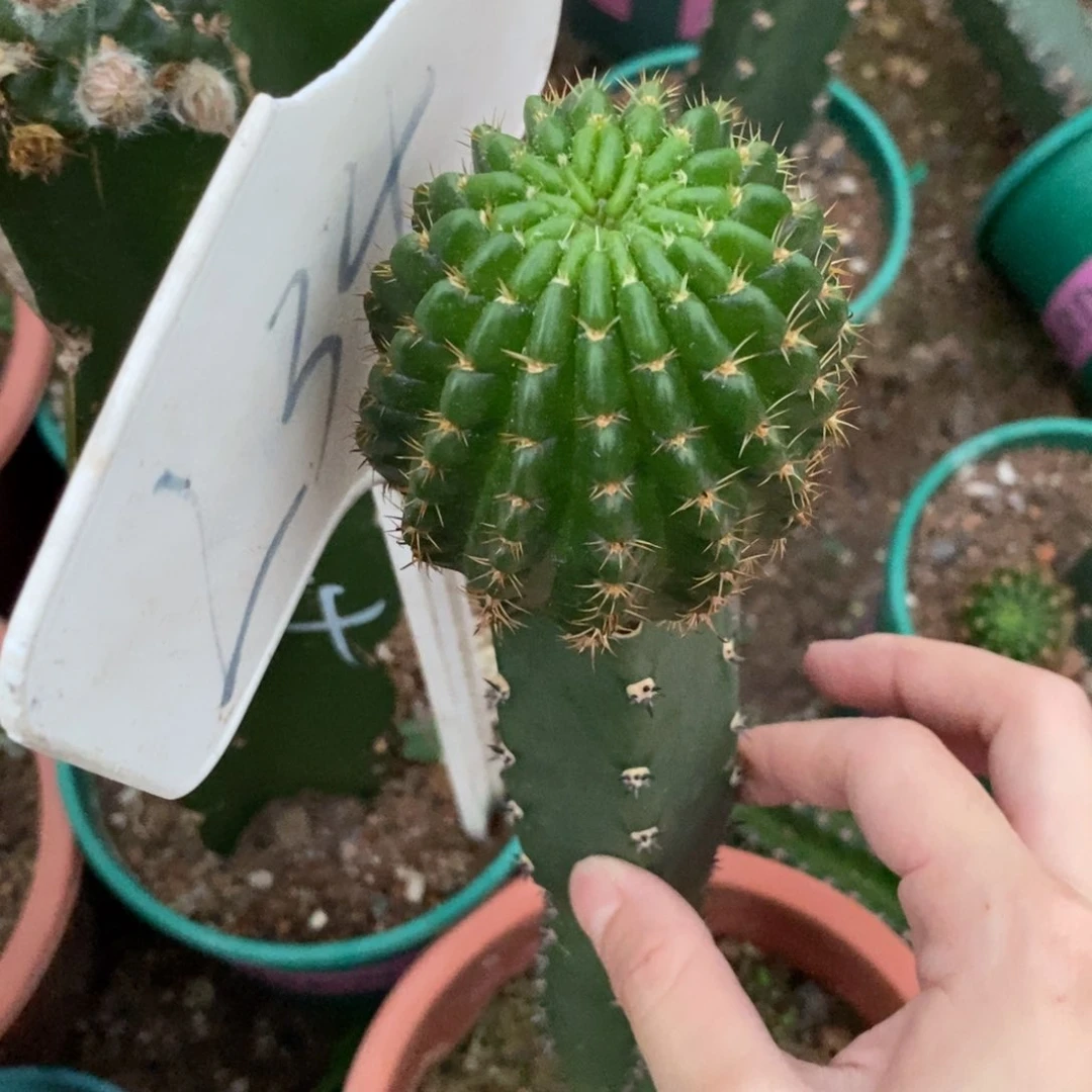 平****。新品丽花L34母本绣谱一物一拍1