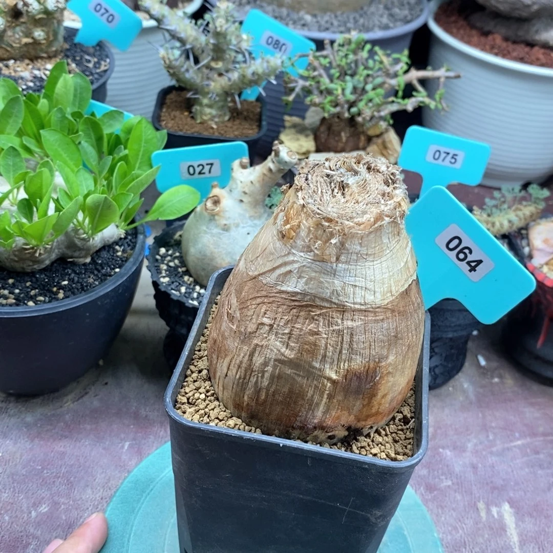 巨凤之卵多肉植物