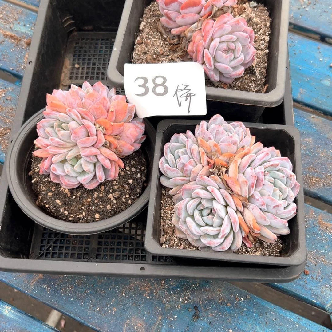 饼**干38-）很想很想很长