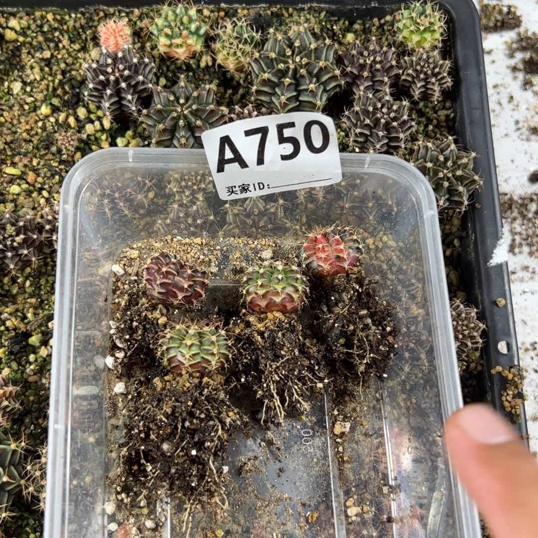 子***鱼当前无花栽培后可以开花750