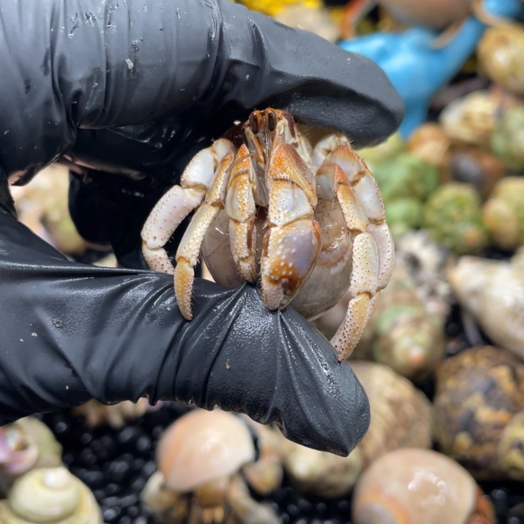 哆***麻东方规划基金捐款