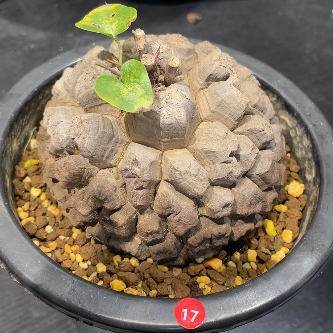 17号龟甲龙10公分包邮