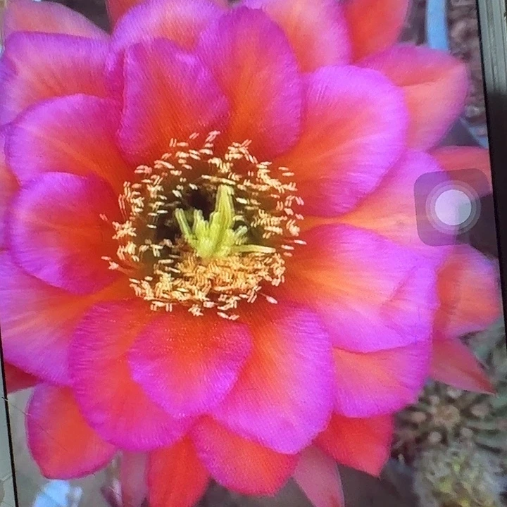 阿不力侧芽5公分左右毛花柱（20包邮）