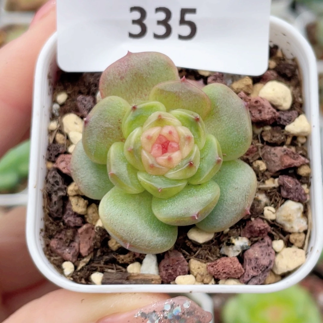 335号糖心冰心珍妮 孤