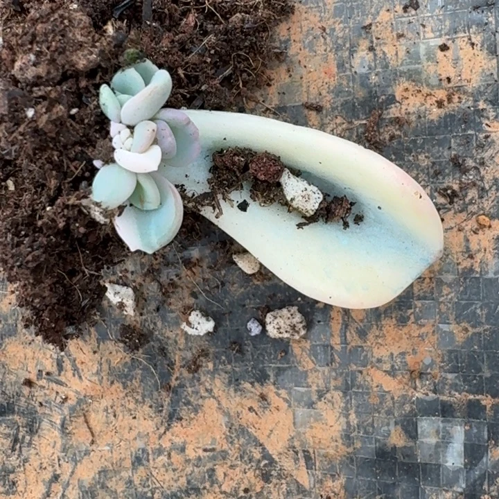 不***菜美尻叶片一物一拍